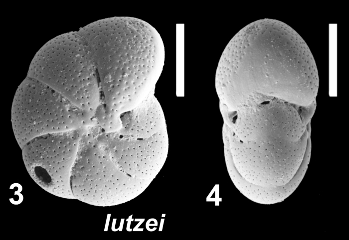Toddinella lutzei Parker and Hayward 2025, holotype