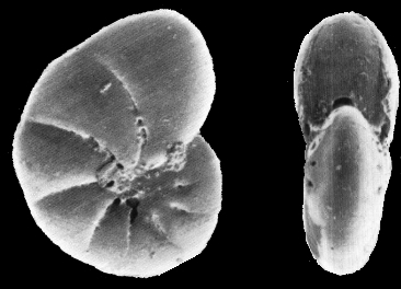 Toddinella spezzaferriae Hayward and Langer 2025, unsequenced specimen, Egypt