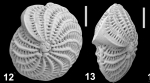Elphidium altenbachi Langer, Hayward and Holzmann 2025, holotype