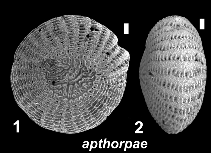 Elphidium apthorpae Hayward 2025, holotype