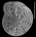 Elphidium fajemilai Hayward and Langer 2025, unsequenced specimen, Singapore
