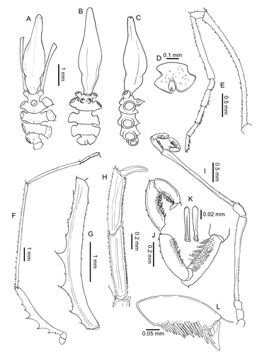Hedgpethia nosferatu Sabroux, 2025, holotype, ♀ (MNHN-IU-2016-6868)
