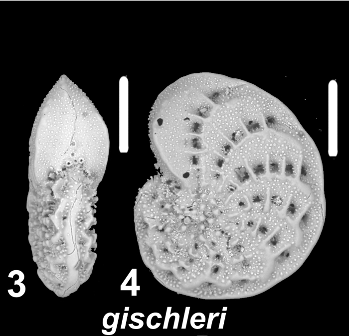 Elphidium gischleri Parker and Hayward 2025, paratype