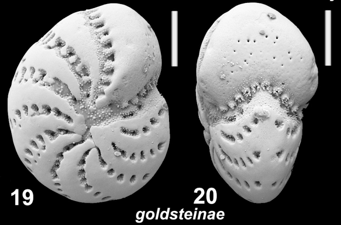 Elphidium goldsteinae Langer in Hayward cet al (2025) holotype, 