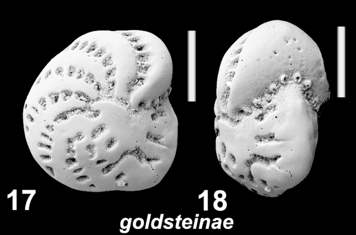 Elphidium goldsteinae Langer in Hayward et al (2025), unsequenced paratype