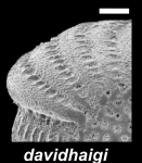 Elphidium davidhaigi Hayward 2025, holotype