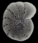 “Elphidium” hulmei Hayward and Holzmann 2025, paratype