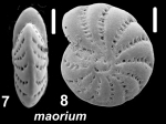 Elphidium maorium Hayward in Hayward et al. 1997, unsequenced specimen
