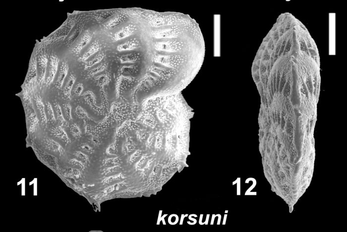 Elphidium korsuni Hayward 2025, unsequenced specimen, Falkland Islands