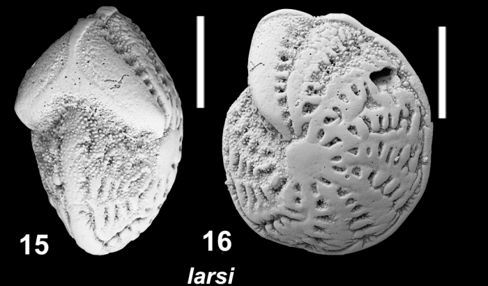Elphidium larsi Langer 2025 in Hayward et al (2025), holotype,
