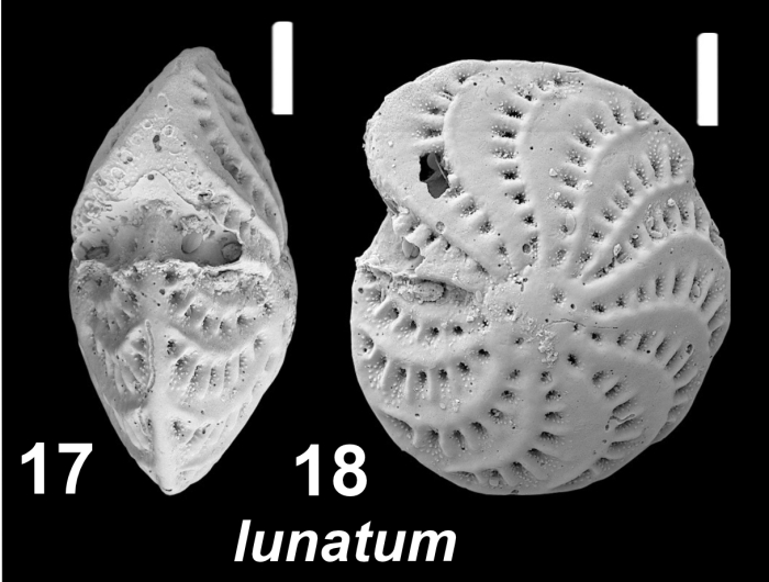 Elphidium lunatum Langer in Hayward et al (2025) unsequenced paratype, 