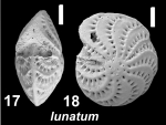 Elphidium lunatum Langer in Hayward et al (2025) unsequenced paratype, 