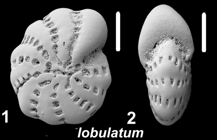 Elphidium lobulatum Langer in Hayward et al (2025), holotype, South Africa
