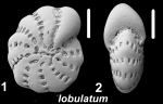Elphidium lobulatum Langer in Hayward et al (2025), holotype, South Africa