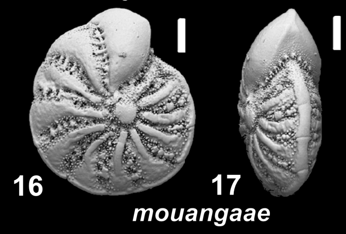 Elphidium mouangaae Hayward and Langer 2025, holotype