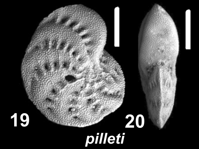 Elphidium pilleti Hayward, Holzmann and Langer 2025, holotype