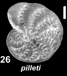 Elphidium pilleti Hayward, Holzmann and Langer 2025, unsequenced specimen, Italy