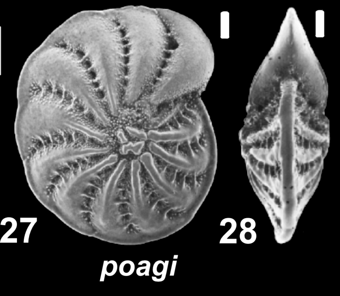 Elphidium poagi Hayward 2025, holotype, and paratype USA, Texas