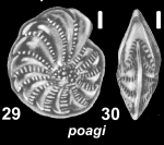 Elphidium poagi Hayward 2025 unsequenced specimen
