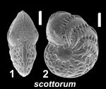 Elphidium scottorum Hayward 2025, holotype