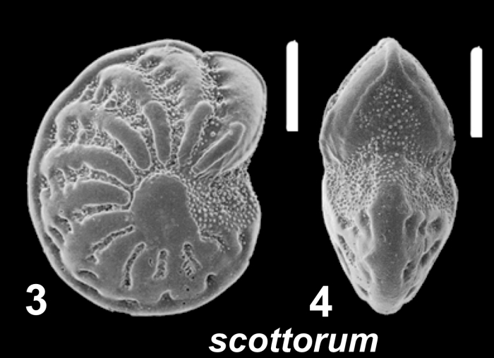 Elphidium scottorum Hayward 2025 unsequenced specimen, Indonesia