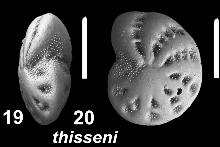 Elphidium thisseni Hayward and Langer 2025, unsequenced specimen, Irian Jaya