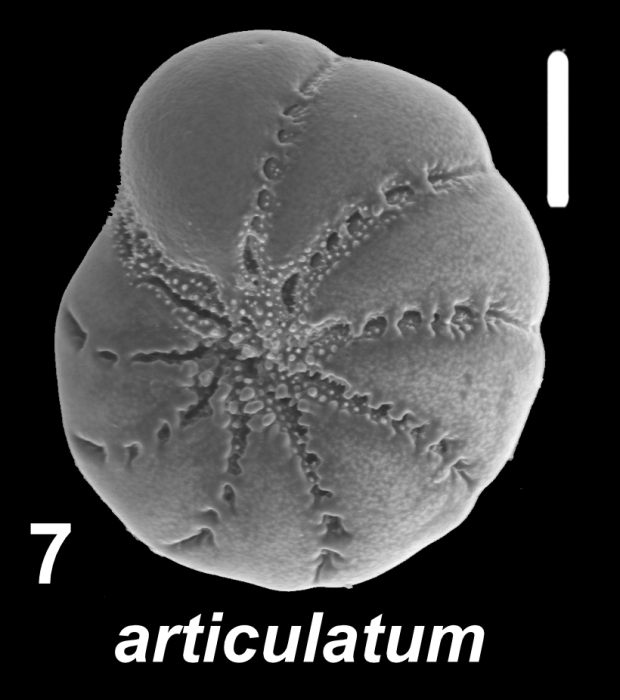 Elphidium articulatum (d’Orbigny 1839), S37, sequenced specimen, New Zealand