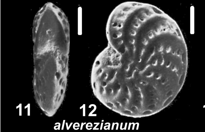 Elphidium alvarezianum (d’Orbigny 1839), unsequenced topotype, Falkland Islands