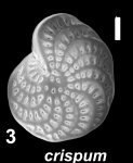 Elphidium crispum (Linne 1758), S11, sequenced juvenile specimen, Portugal