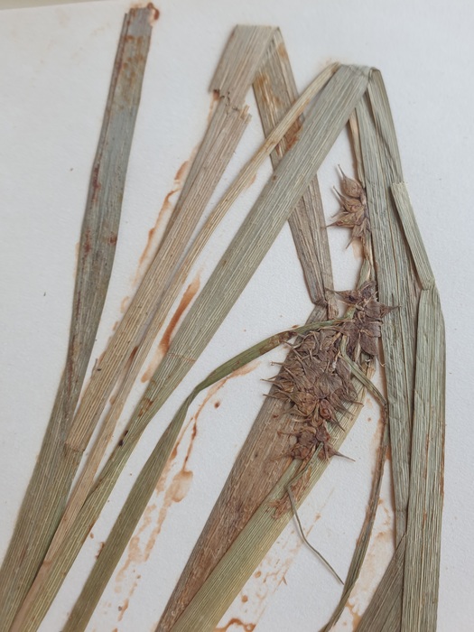 Close-up of the spikes of the holotype