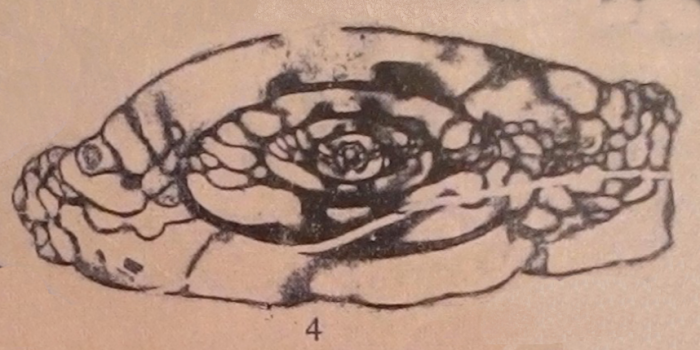 Fusulinella oviformis Bogush, 1960