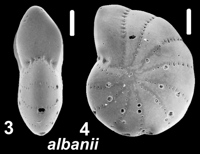 Elphidium albanii Hayward in Hayward et al. 1997, paratype
