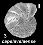 Elphidium capelavelaense McCulloch 1981, paratype