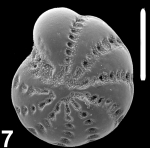 Elphidium colomboense McCulloch 1977, S28, sequenced specimen, Arabian Gulf, 