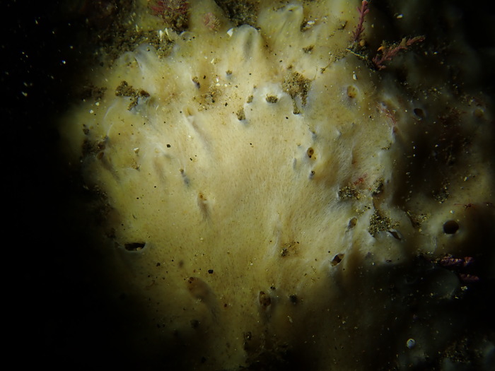 Halichondria (Halichondria) bowerbanki UCSB-IZC00069004 in situ