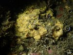 Hymeniacidon kitchingi SBMNH 718656 in situ