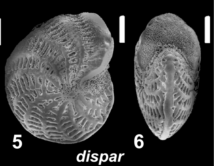 Elphidium dispar Cushman, in Cushman, Todd and Post 1954, unsequenced specimen, Fiji