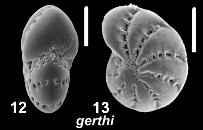 Elphidium gerthi van Voorthuysen 1957, S2, sequenced specimen, England