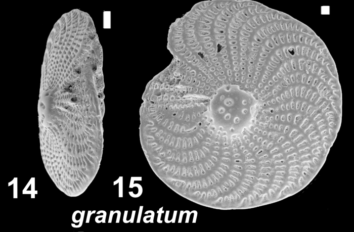 Elphidium granulatum (Costa 1956), unsequenced specimen, Rimini Beach