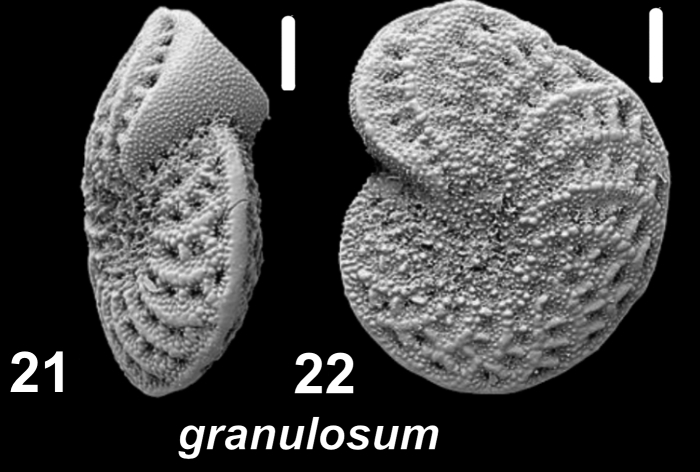 Elphidium granulosum (Sidebottom 1909), unsequenced specimen, Italy, Elba