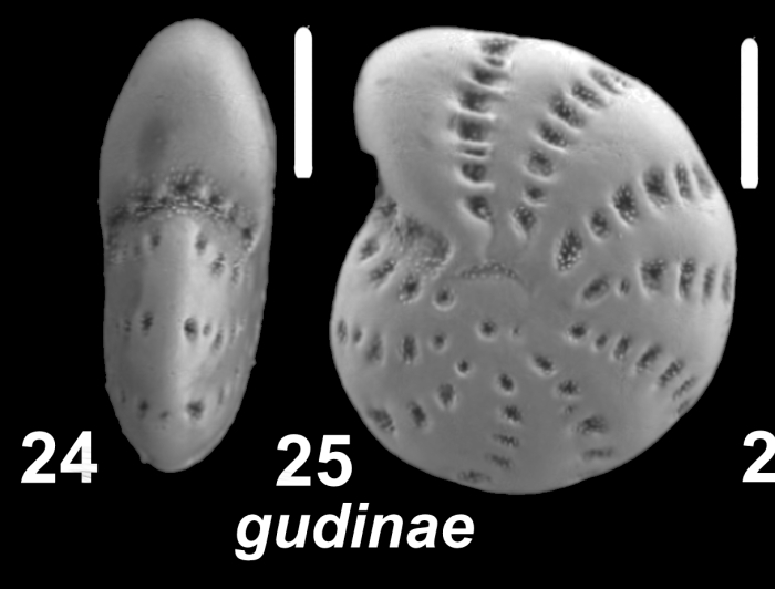Elphidium gudinae (Polova 1977), unsequenced specimen, Japan