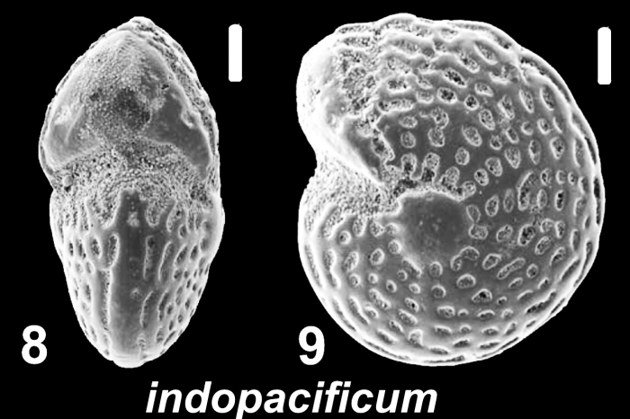 Elphidium indopacificum (Germeraad 1946), unsequenced specimen, Western Australia