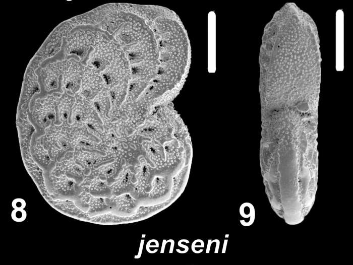 Elphidium jenseni (Cushman 1924), unsequenced specimen, Japan