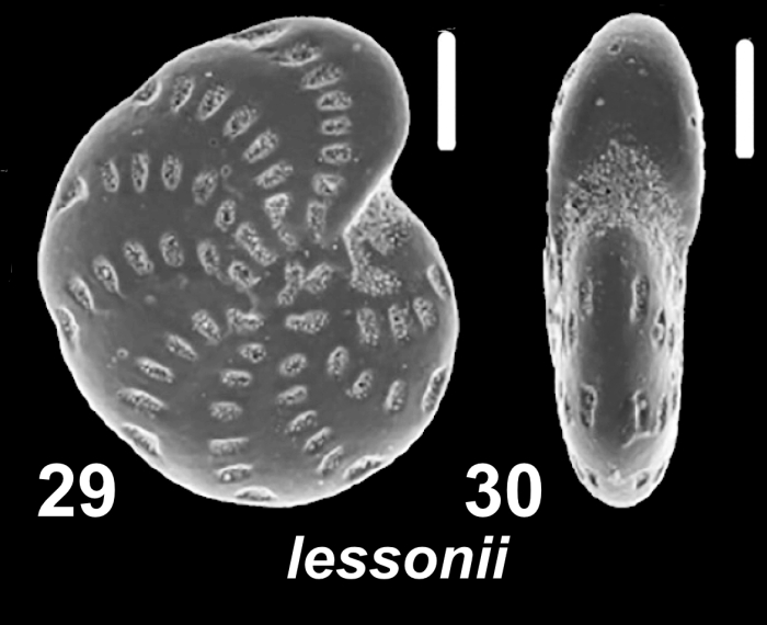 Elphidium lessonii (d’Orbigny 1839), unsequenced specimen, Chile, Patagonia