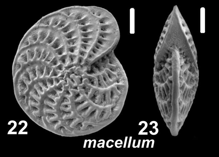 Elphidium macellum (Fichtel and Moll 1798), unsequenced specimen, Adriatic Sea
