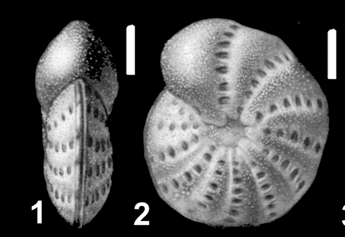 Elphidium margaritaceum Cushman 1930, holotype, USA