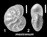 Elphidium mexicanum Kornfeld 1931, unsequenced specimen, USA, Florida
