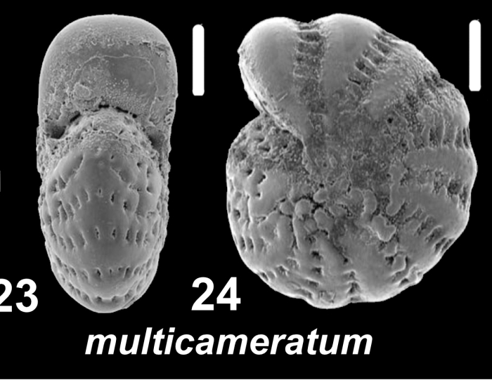 Elphidium multicameratum Collins 1974, unsequenced specimen, Australia