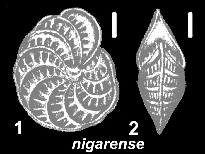 Elphidium nigarense Cushman 1936, holotype, USNM CC 23023, Greece, off Nigar, Recent.