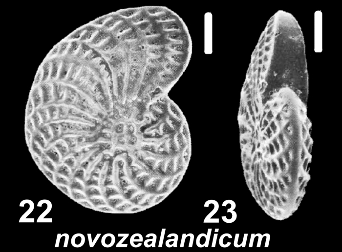 Elphidium novozealandicum Cushman 1936, unsequenced specimen, FP4383, New Zealand, Cuvier Island,